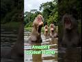 Amazon’s Loudest Hunter
