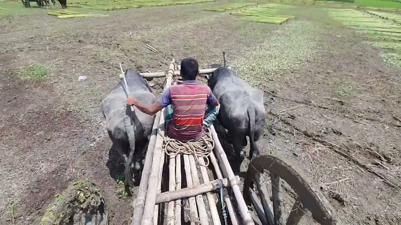 World most Village Deep mud Stuck Road Dangerous Cart ll  Empty Buffalo Cart Ride -