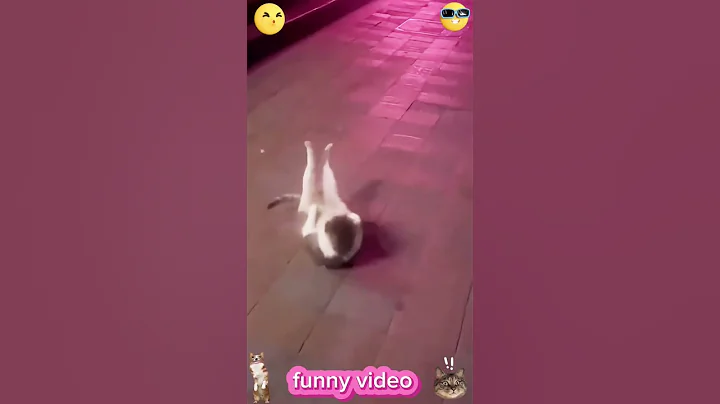 Video 7593371: cats catlover cute funny, catlover funny laugh