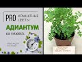 Адиантум Фрагранс называют Венерин волос | Адиантум - нежный папоротник