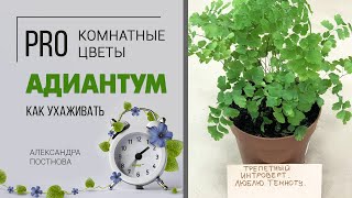 Адиантум Фрагранс называют Венерин волос | Адиантум - нежный папоротник