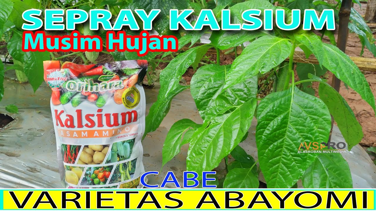 Sepray Kalsium Pada tanaman Cabe Di Musim Hujan