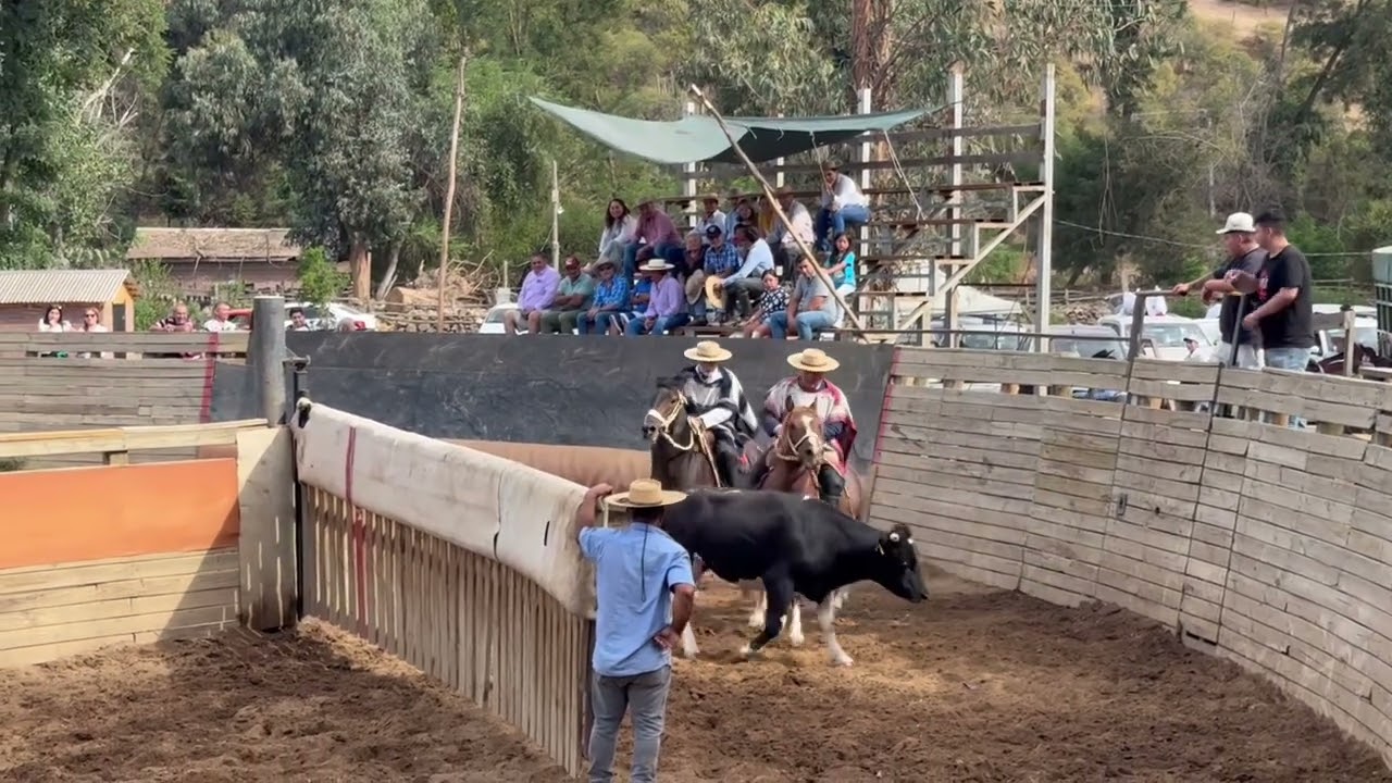 aprendiendo a topear en rodeo