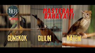 CUNGKOK CILILIN KATEM ❗️❗️ MASTERAN BAHAYA ❗️❗️ 3 in 1 TEMBAKAN BURUNG JUARA 🔴 #masteranmuraibatu
