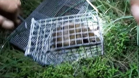 SAU MỘT ĐÊM #SANBATMIENTAY79 BẪY CHUỘT ĐƯỜNG MÒN 