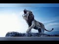 صور اسود علي موسيقي اترو صور اسود علي موسيقي اترو
