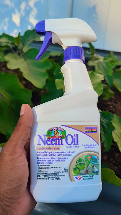 Semprotan minyak nimba untuk tanaman! 'Cara penggunaan paling aman' #1 terlaris di Amazon #organik #berkebun