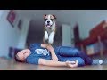 Pretending To Faint In Front Of My Dog. Amazing Reaction by Funny Boxer Flip