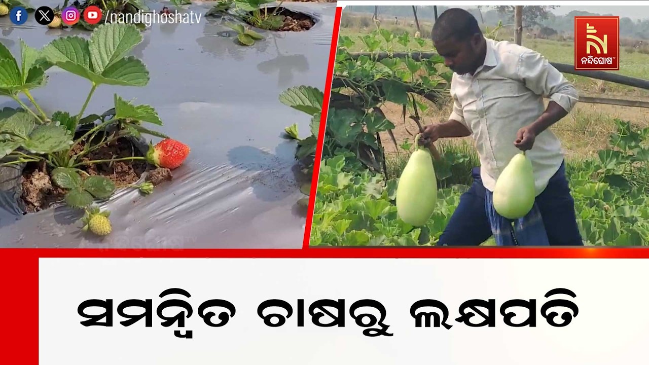 ଅର୍ଗାନିକ ପଦ୍ଧତିରେ ଚାଷ କରି ସଫଳ ଚାଷୀ | NandighoshaTV
