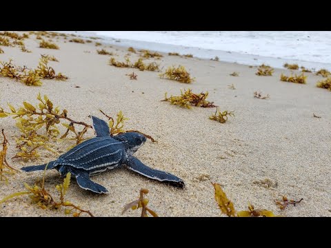 ओलिव रिडले कछुआ ओडिशा।—(Olive Ridley Sea Turtle)—Hindi***Information Video