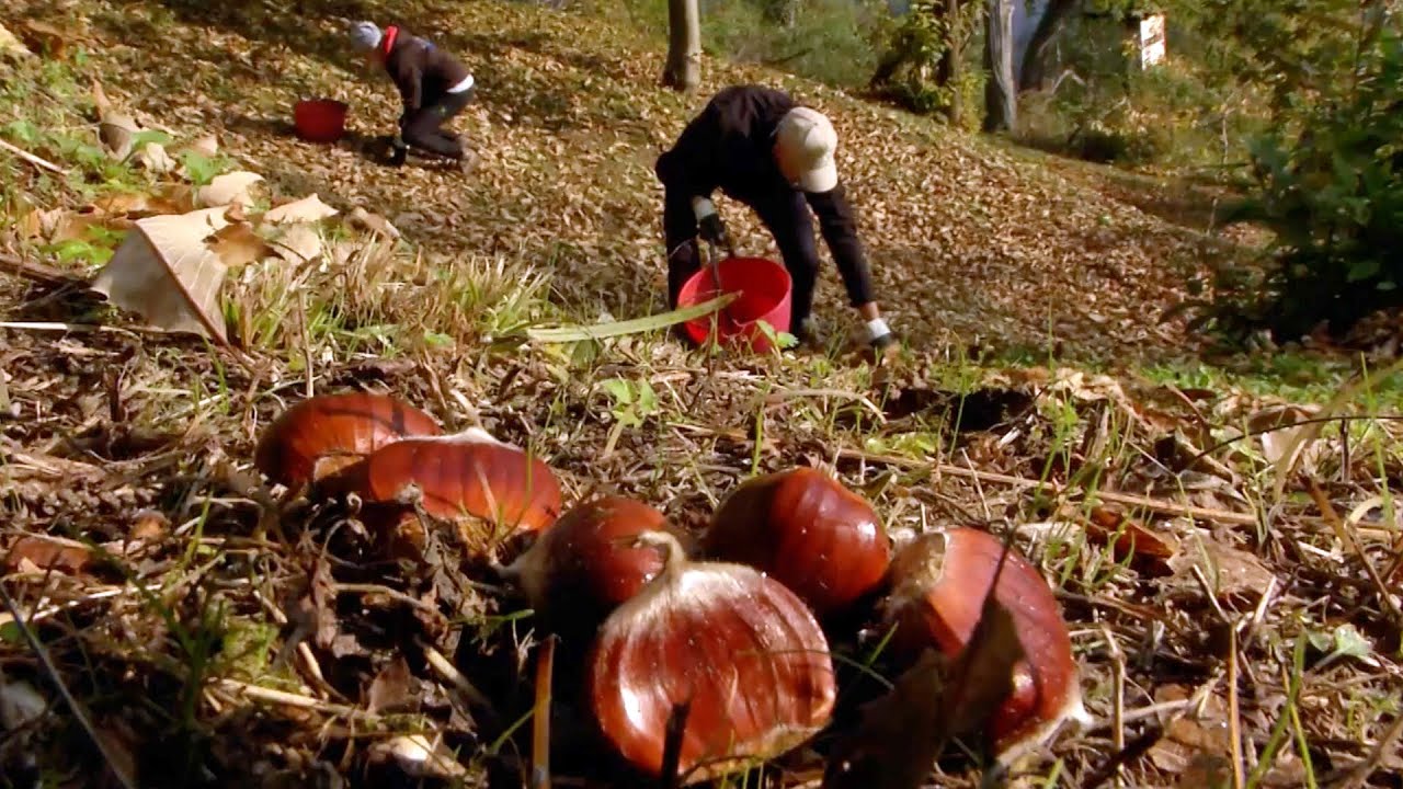 CENTA S.NICOLÒ: LA CASTANICOLTURA CHE RESISTE