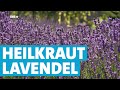 Wie Lavendel als Heilpflanze genutzt wird