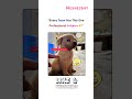 Office Humor #2179 Surviving Work with Corporate Memes #viral #shorts