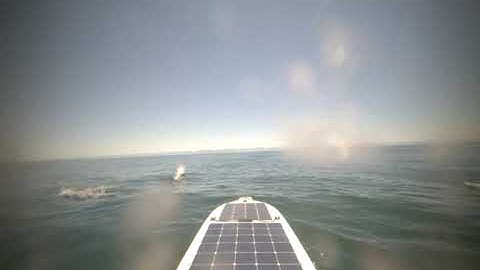 Marine Mammal Sighting - Open Ocean Robotics Sea Trial