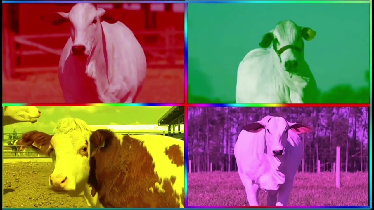 Funny Cows VS Funny Buffalo VS Funny Buls VS Tiles Hop EDM Rush