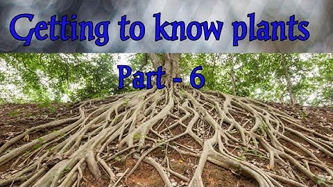 Getting to know plants NCERT class 6 Science - Root