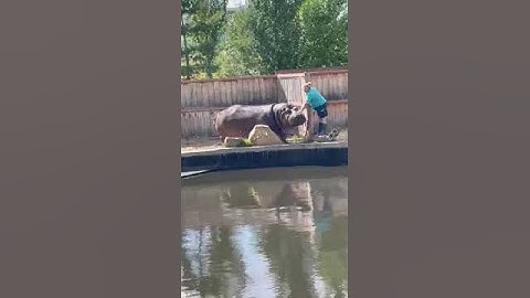 ТЁТЯ КОРМИТ БЕГЕМОТА 🦛