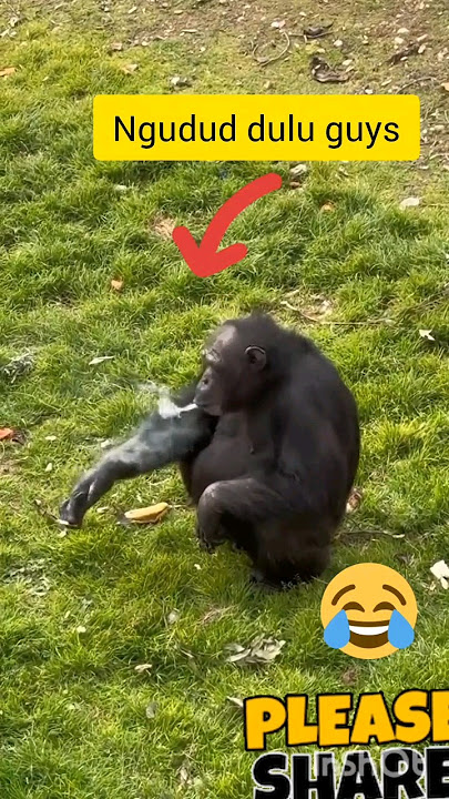 monyet pintar🤣🤣#monyetpintar #shortvideo #fypviral #fyp