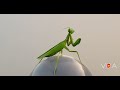 Animals - Con Bọ Ngựa - Mantis - Animals in the World
