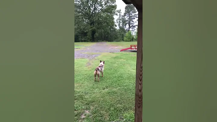 My dog chases thunder during storms.