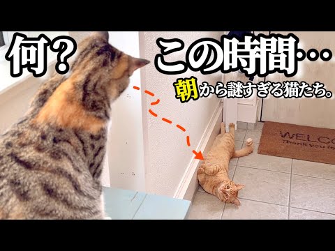 ふらんすねこ@ゆっくり対応＆ゆっくり発送　準備中 On＞ Cloud 6/クラウド 6/スニーカー（スニーカー）｜On（オン