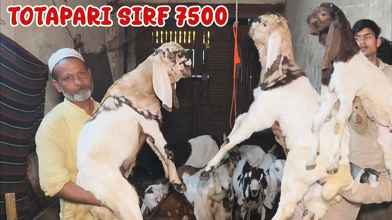 Totapuri aur Punjabi ke saste bacche 7500 Alam bhai +91 78359 75960