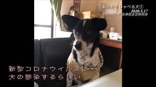島原弁をしゃべる犬 Youtube