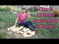 How to Tell if Butternut Squash is Ready to Harvest!  Simple Tips to Help You