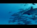 Incredible Underwater Spinner Dolphins Video / Relaxing Music