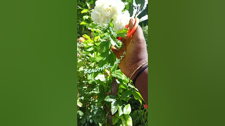 நீண்ட நாட்களாக எதிர்பார்த்த ஒன்று, பூத்து குலுங்கியது இன்று...🌷🌸@suriyadeviveera