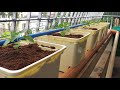 Dutch Bucket Hydroponics System | Carolina Reaper Super Hot Chilies