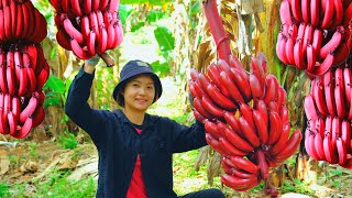 Harvesting Red Bananas Goes To Market Sell - Cooking, Daily life, Gardening, Farm