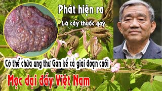 Phát hiện Lá cây thuốc chữa bệnh về gan, kể cả U.N.G TH.Ư giai đoạn cuối  - Cây an xoa