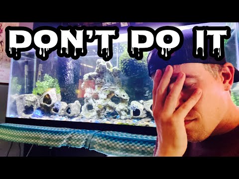 Don’t Buy a Chinese Algae Eater Fish