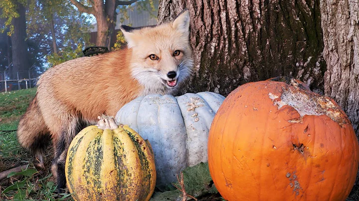 How I got pumpkin pictures of our elusive tree fox...