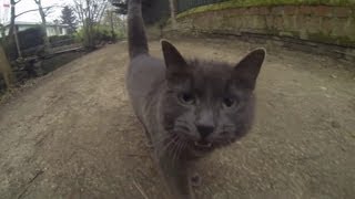 Chat Chartreux très affectueux qui court à côté de moi