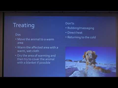 Video: Frostbite On Dogs