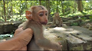 Breaking News! There is people abandon baby pigtail monkey at Sovana camp, is male & so small