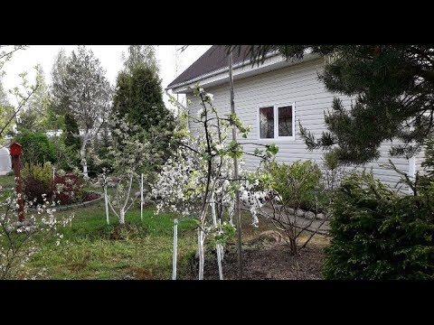 Video: Ons Verbou Chileense Gravilat: Plant En Versorg