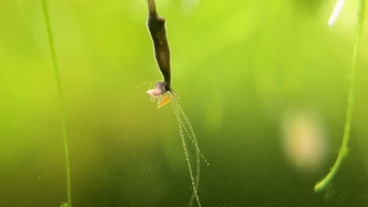 how many brine shrimp can one hydra eat