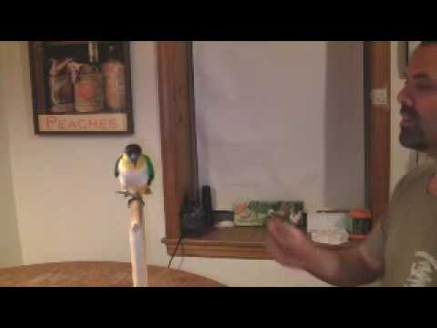 James and the amazing Pepper: Black headed Caique James and the amazing Pepper: Black headed Caique