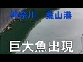 葉山港の巨大魚 MANCING MANIA JAPAN