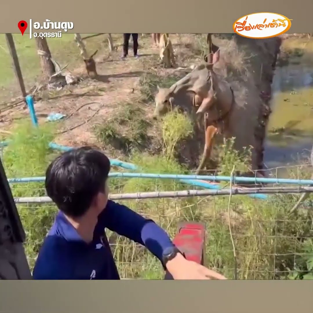 หนึ่งชีวิตก็มีค่า ช่วยวัวตกสระขึ้นมาได้ปลอดภัย