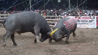 Tedong Silaga Jembatan Angker Padatindo Vs Dominic Jek Tondon Arena Derby Kalimbuang K7