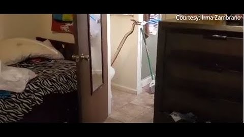 Elk Grove family shocked to find snake in their toilet