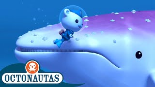 Octonautas - A Baleia Queimada Pelo Sol Primeira Temporada Episódios Inteiros