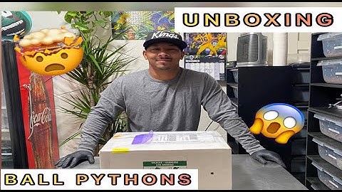 2021 Unboxing Ball Pythons Future Projects  *New Era Reptilez*