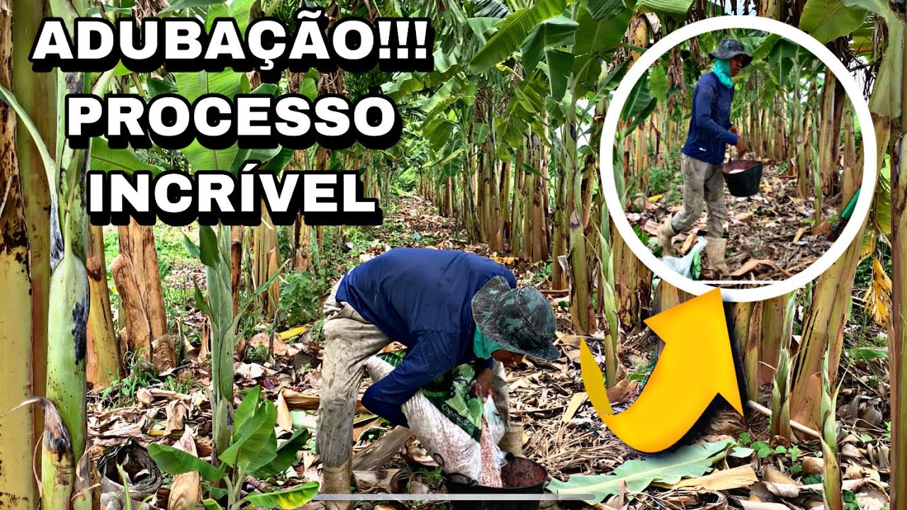 FIZ A ADUBAÇÃO DAS MINHAS BANANEIRAS Ureia e Cloreto de potássio