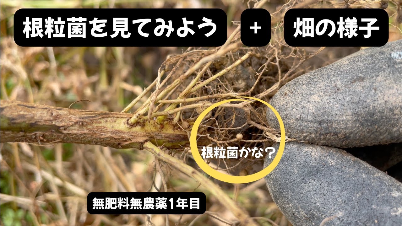 12月7日　根粒菌を見てみたい　ブロッコリー・大麦2種・キタアカリ・ほうれん草・にんにく・春菊・からし菜の様子　無肥料無農薬1年目