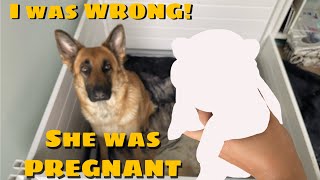 I was WRONG! She was PREGNANT 🤯 by An Irie Shepherd 939 views 2 years ago 16 minutes